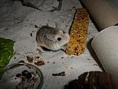 hamster 2013 img0243