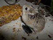 hamster 2013 img0244