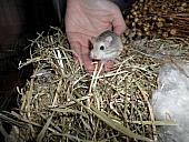 hamster 2013 img0289