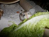 hamster 2013 img0291