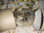 hamster 2013x2 img0028