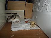 hamster 2013x2 img0058