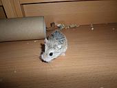 hamster 2013x2 img0059