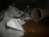 hamster 2013x2 img0062