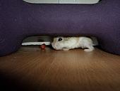 hamster 2013x2 img0076