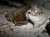 hamster 2013x2 img0123