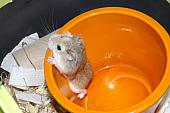 sonstiges hamster4 img0059