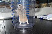 sonstiges hamster4 img0060