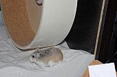 sonstiges hamster4 img0063