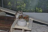 sonstiges hamster4 img0064