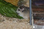 sonstiges hamster4 img0074