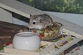 sonstiges hamster4 img0079