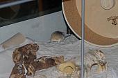 sonstiges hamster4 img0092