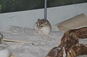 sonstiges hamster4 img0093