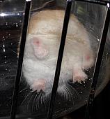 sonstiges hamster4 img0094