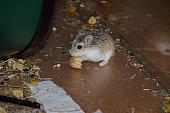 sonstiges hamster4 img0104