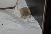 sonstiges hamster4 img0110