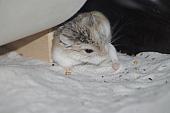 sonstiges hamster4 img0119