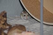 sonstiges hamster4 img0120