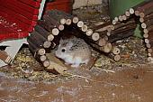 sonstiges hamster4 img0132