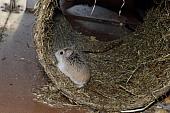 sonstiges hamster4 img0133