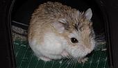 sonstiges hamster4 img0134