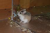 sonstiges hamster4 img0136