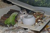 sonstiges hamster5 img0001