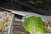 sonstiges hamster5 img0027