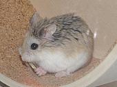 sonstiges hamster5 img0028