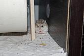 sonstiges hamster5 img0030