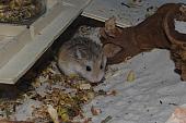 sonstiges hamster5 img0035