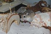 sonstiges hamster5 img0043