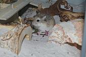 sonstiges hamster5 img0044