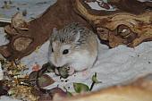 sonstiges hamster5 img0046