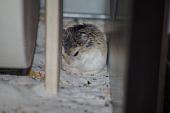 sonstiges hamster5 img0073