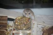 sonstiges hamster5 img0106