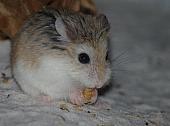 sonstiges hamster5 img0107