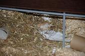 sonstiges hamster5 img0114