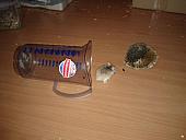 sonstiges hamster5 img0138