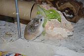 sonstiges hamster5 img0164