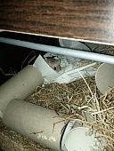 sonstiges hamster5 img0199