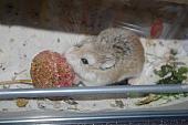 sonstiges hamster5 img0214