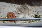 sonstiges hamster5 img0215