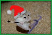 sonstiges hamster5 img0228