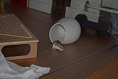 sonstiges hamster5 img0247