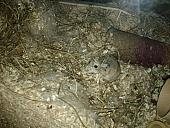 sonstiges hamster5 img0304