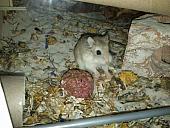 sonstiges hamster5 img0315