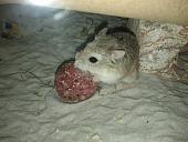 sonstiges hamster5 img0319