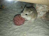 sonstiges hamster5 img0320